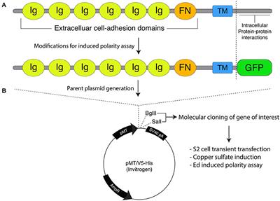 Corrigendum: A Cell Adhesion-Based Reconstitution Method for Studying Cell Polarity